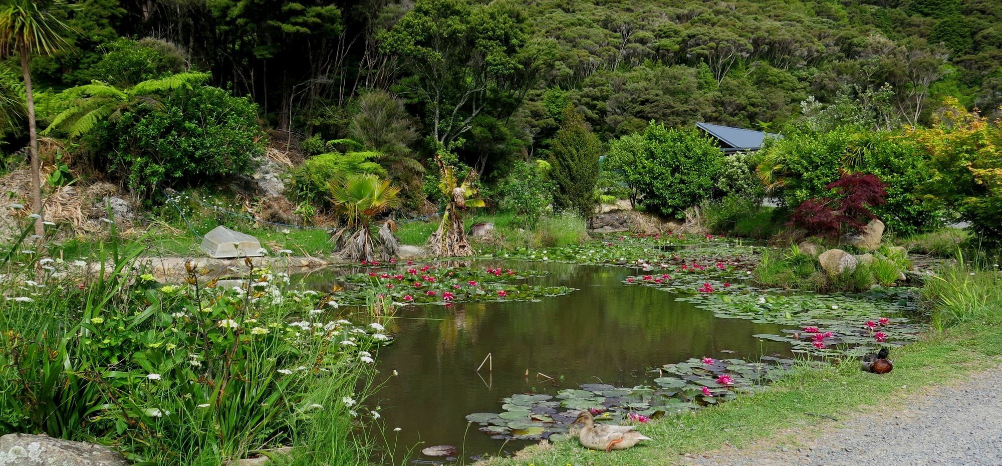 Bay Of Islands Holiday Apartments Paihia Buitenkant foto